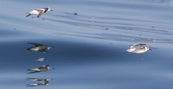 Red Phalarope